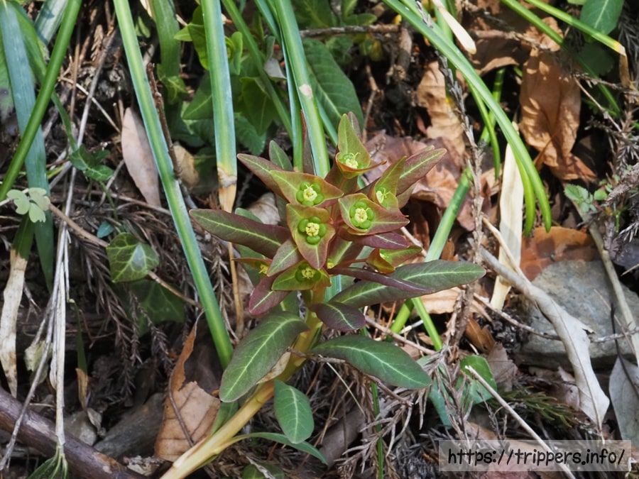 マルミノウルシ