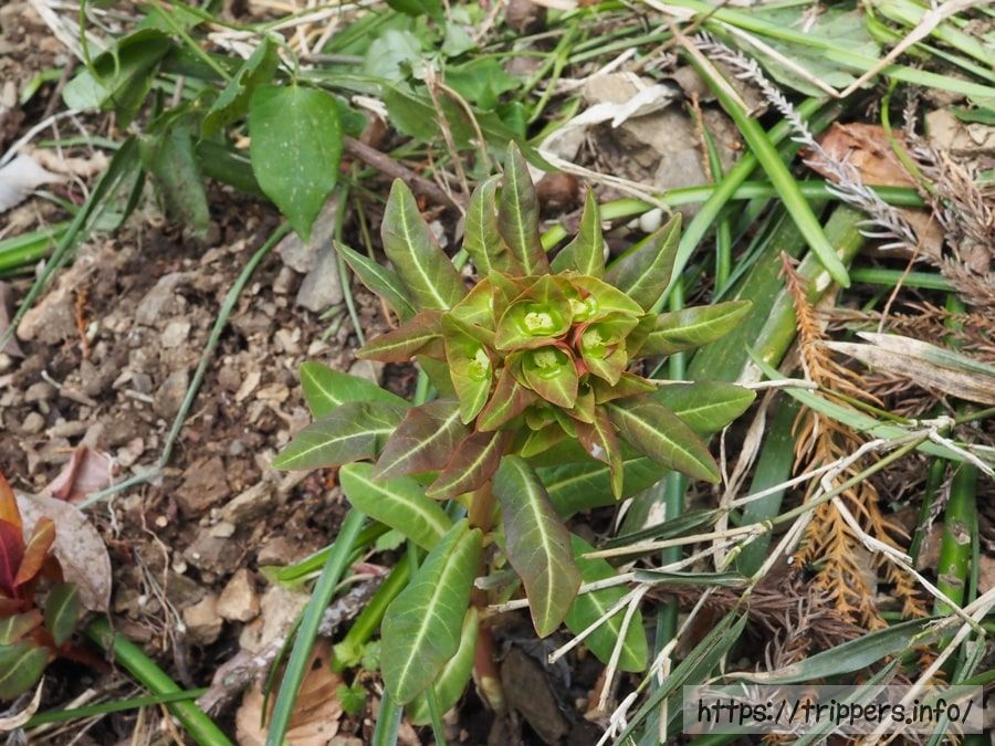 マルミノウルシ