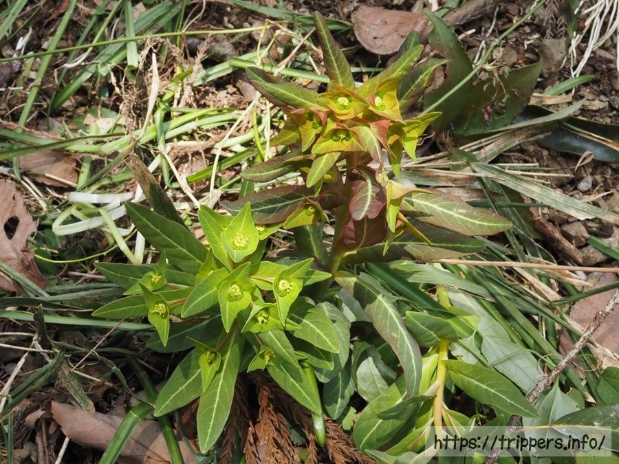 マルミノウルシ