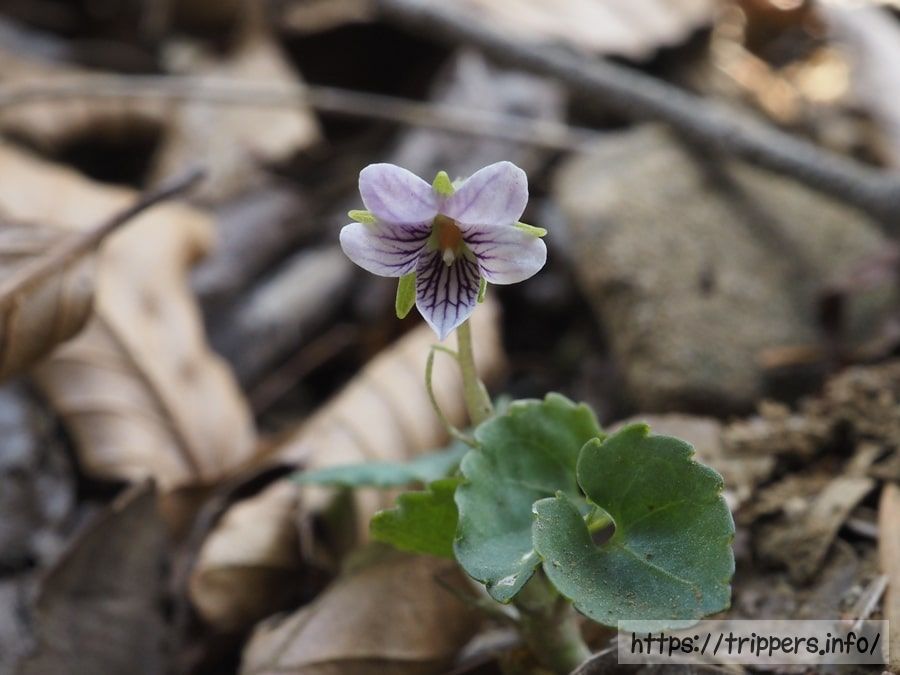 トウカイスミレ