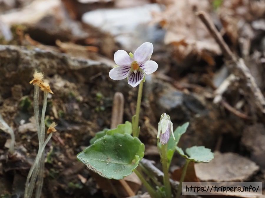 トウカイスミレ
