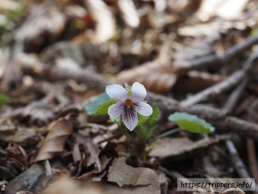 トウカイスミレ