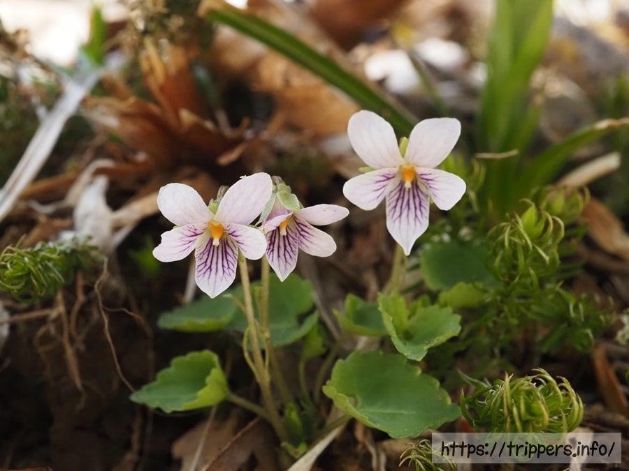 トウカイスミレ