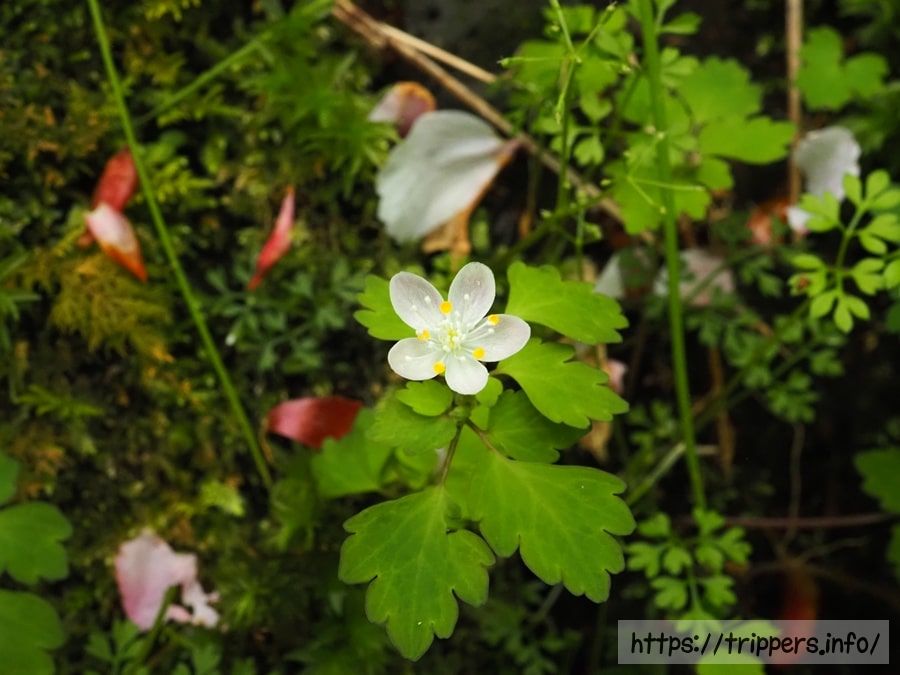 ハコネシロカネソウ