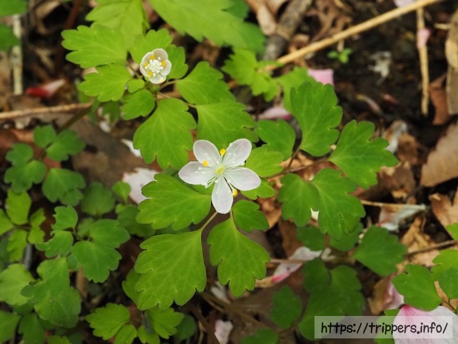 ハコネシロカネソウ