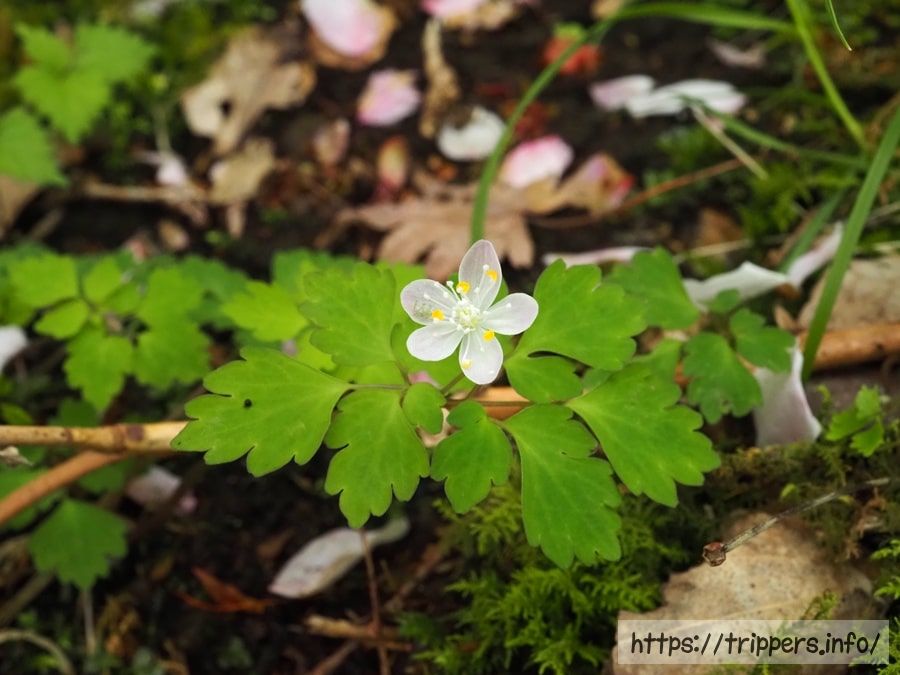 ハコネシロカネソウ
