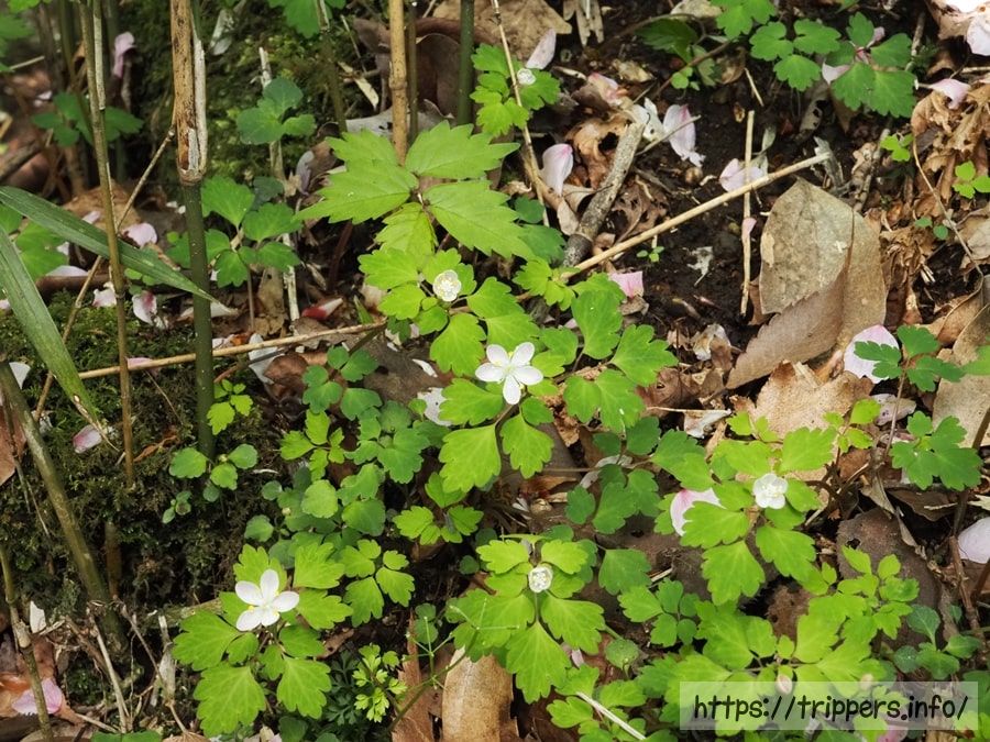 ハコネシロカネソウ