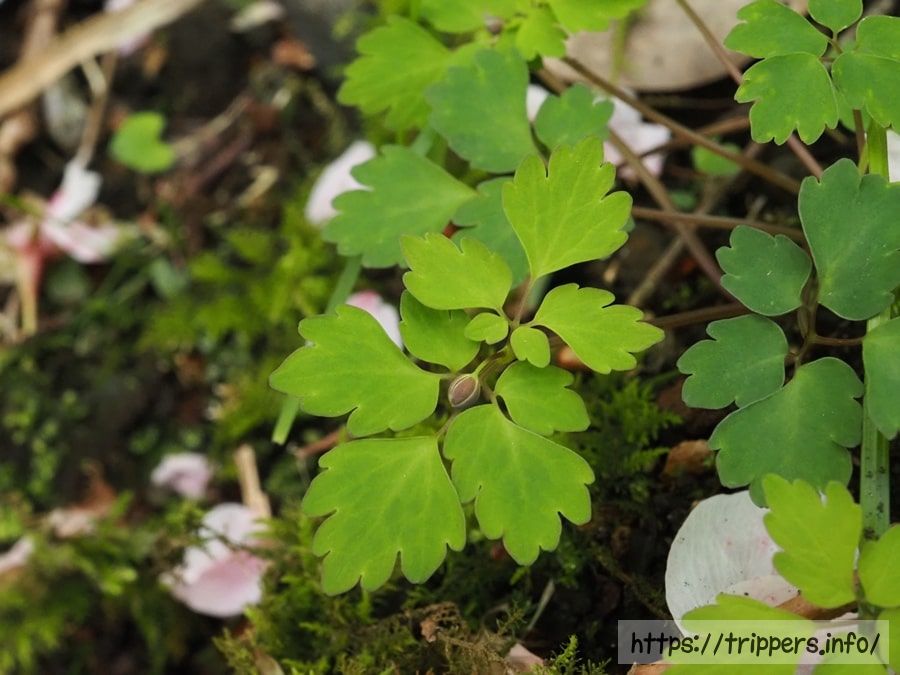 ハコネシロカネソウ