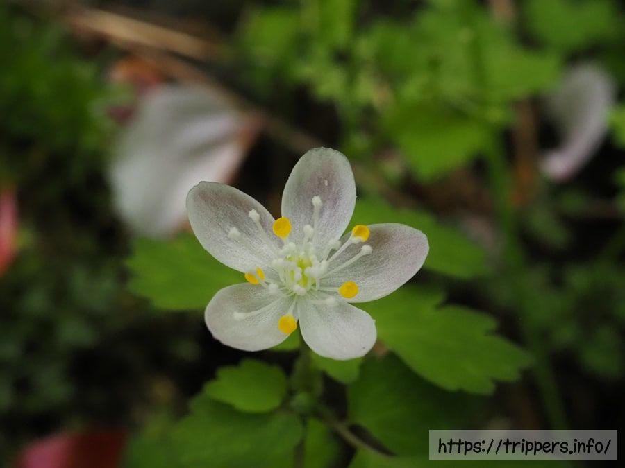 ハコネシロカネソウ