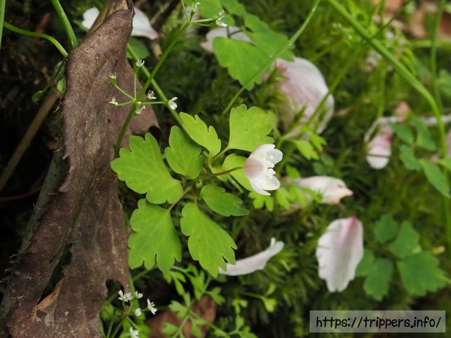 ハコネシロカネソウ