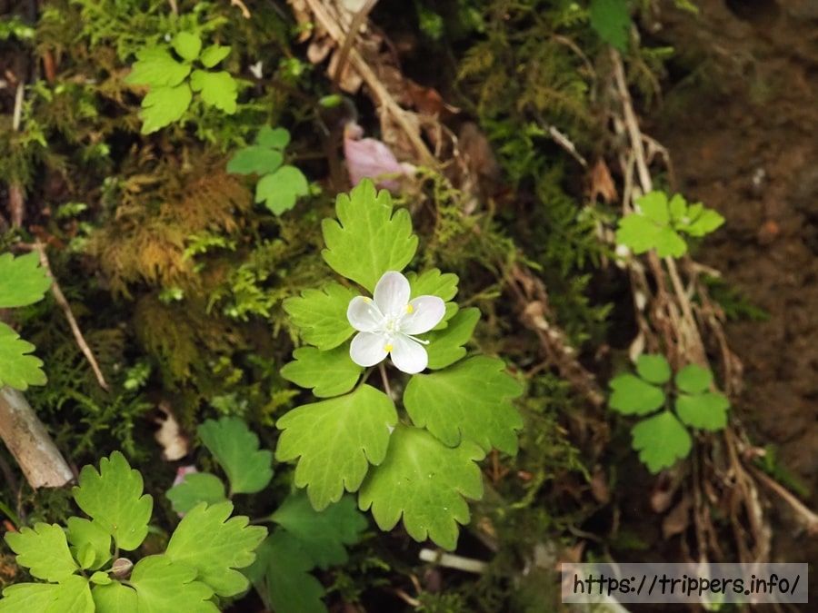 ハコネシロカネソウ