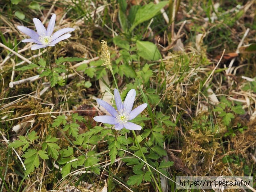 コキクザキイチゲ