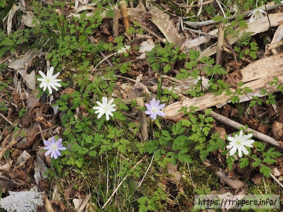 コキクザキイチゲ