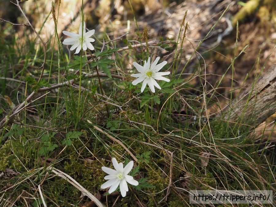 コキクザキイチゲ