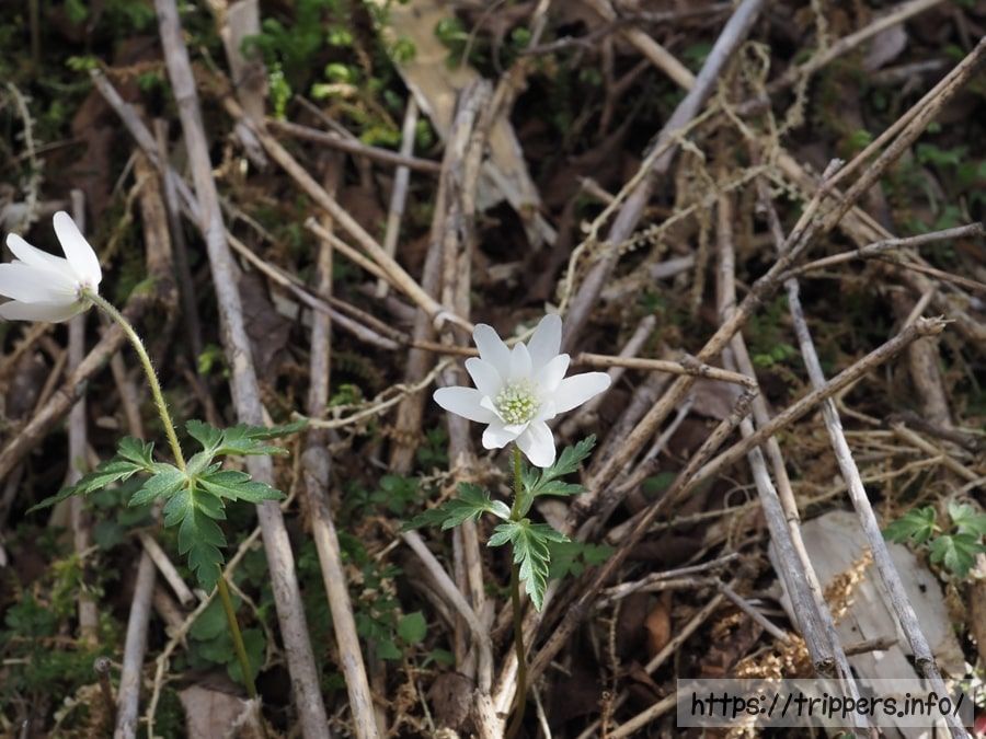 コキクザキイチゲ