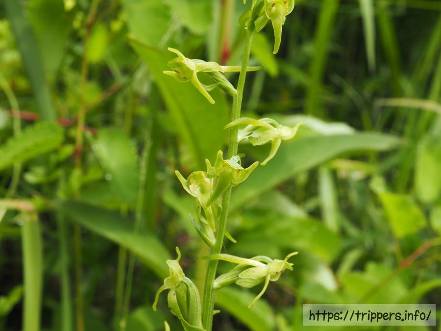 ヤマサギソウの花