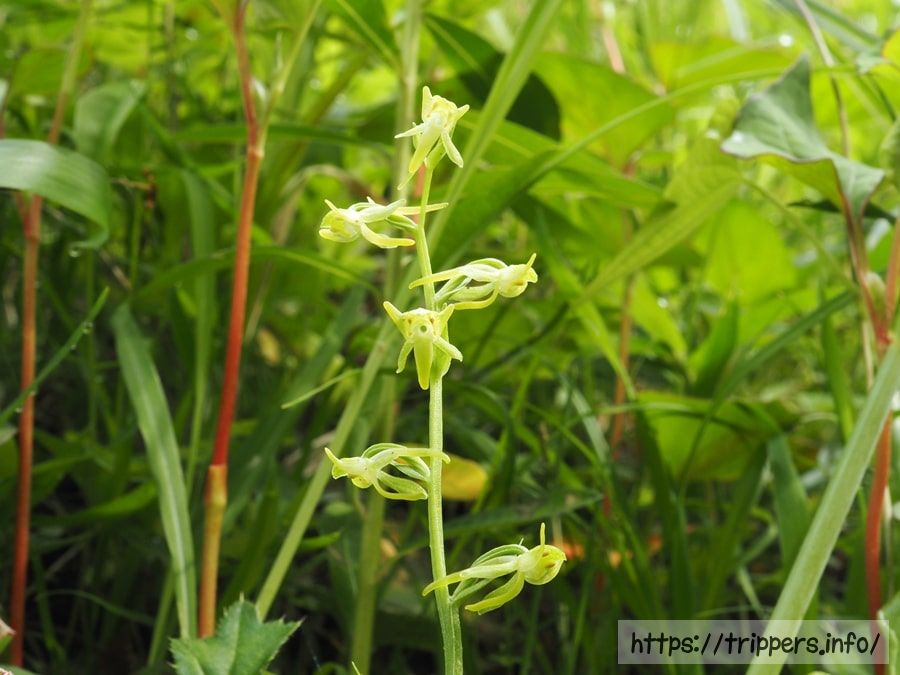 ヤマサギソウの花