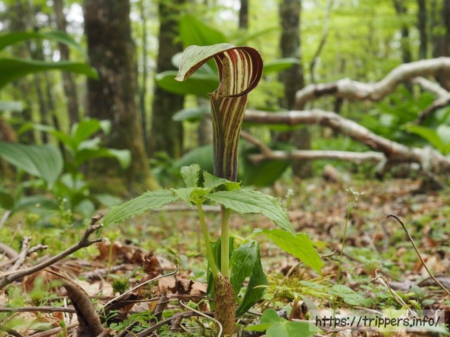 オオミネテンナンショウ