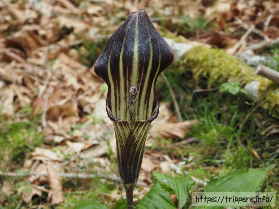 オオミネテンナンショウ