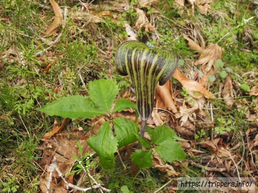 オオミネテンナンショウ