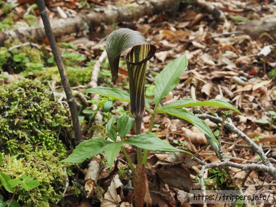 オオミネテンナンショウ