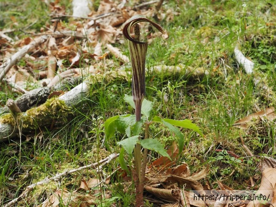 オオミネテンナンショウ