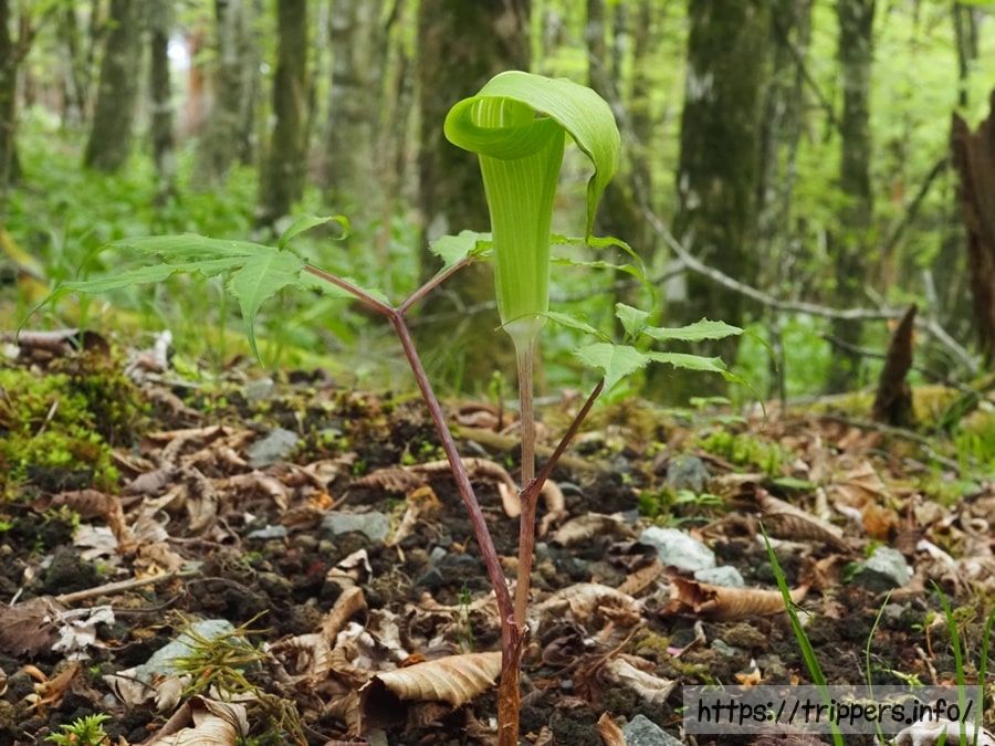 ミクニテンナンショウ
