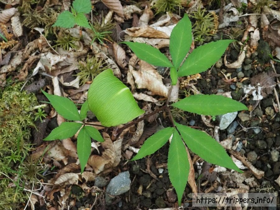 ミクニテンナンショウ