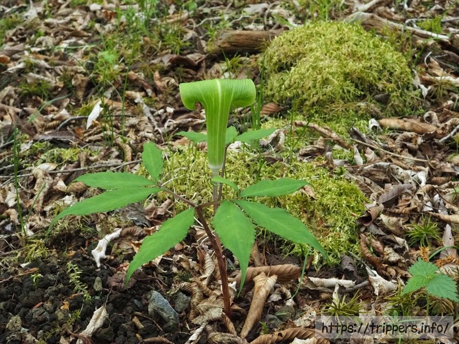 ミクニテンナンショウ