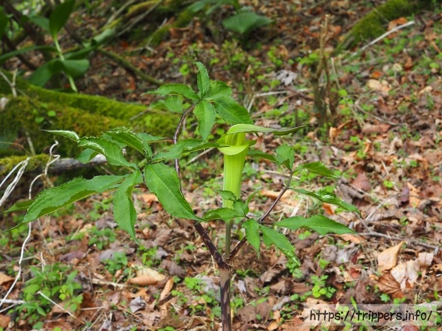ミクニテンナンショウ