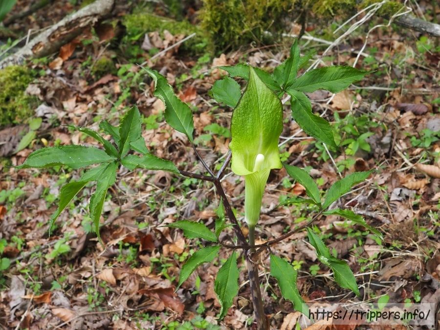 ミクニテンナンショウ