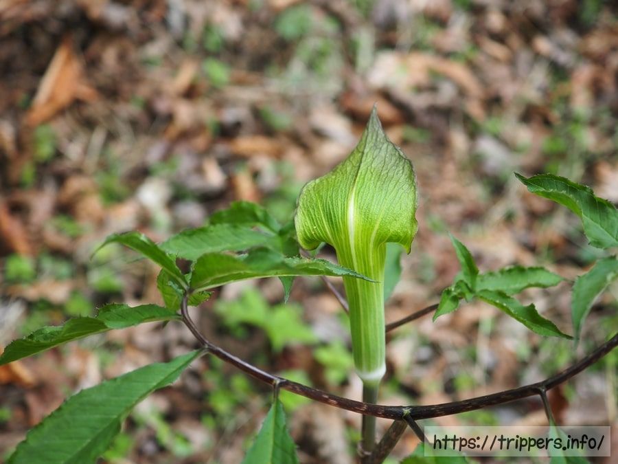 ミクニテンナンショウ