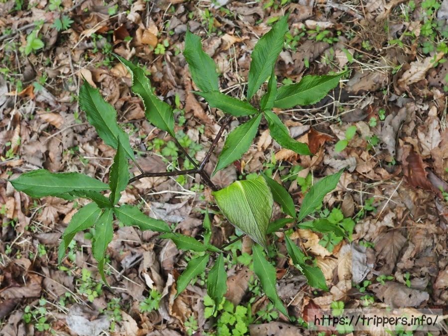 ミクニテンナンショウ