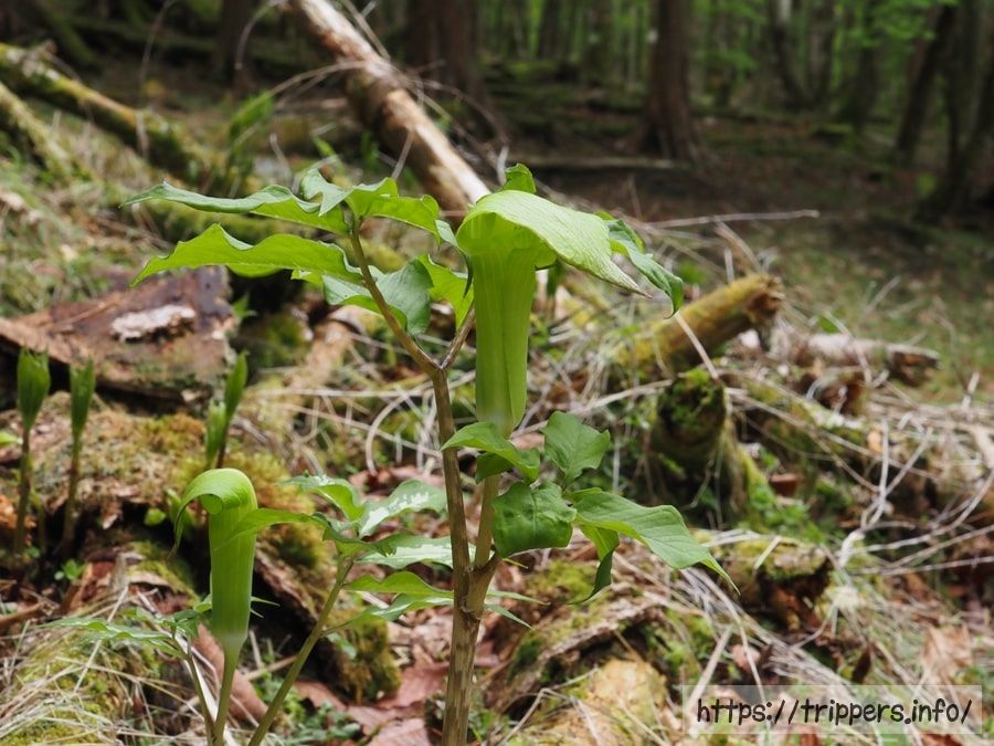 ミクニテンナンショウ
