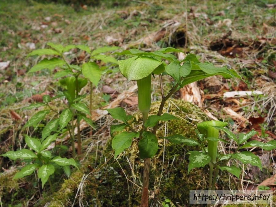 ミクニテンナンショウ