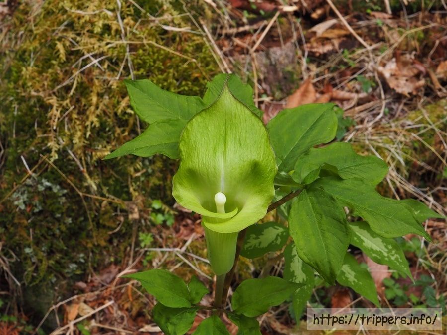 ミクニテンナンショウ