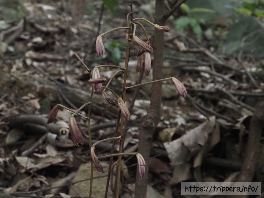 ホクリクムヨウラン