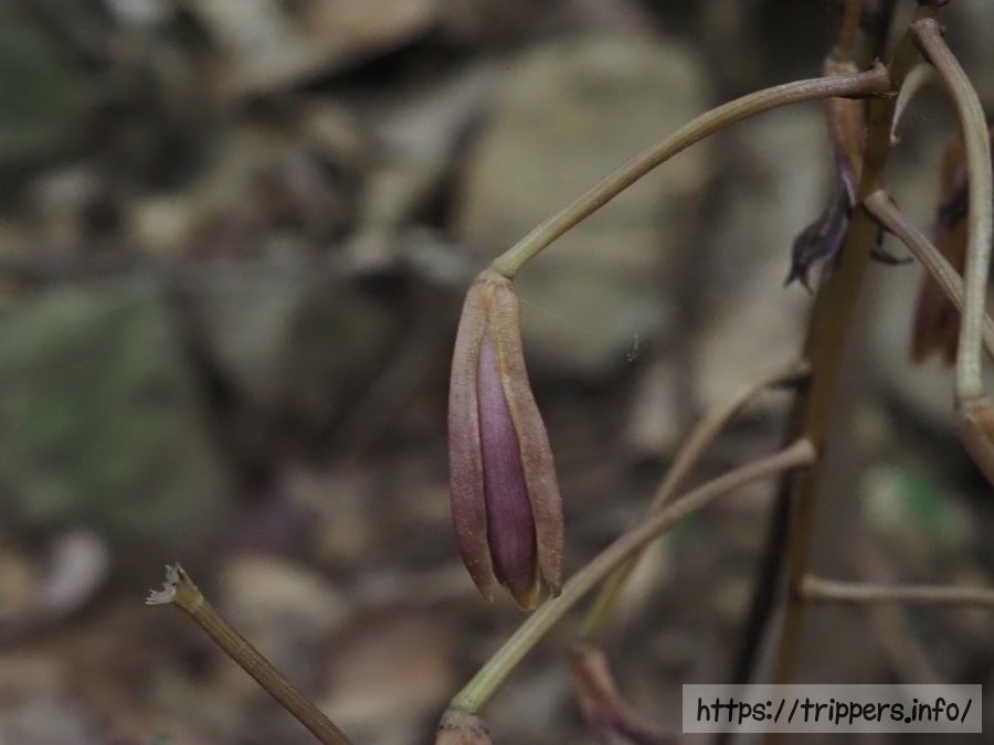 ホクリクムヨウラン