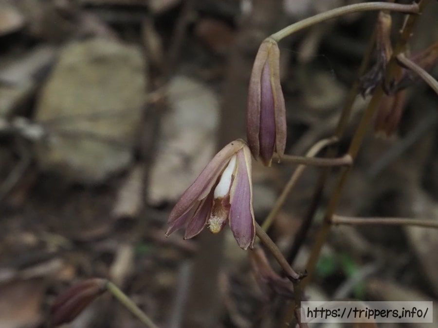 ホクリクムヨウラン