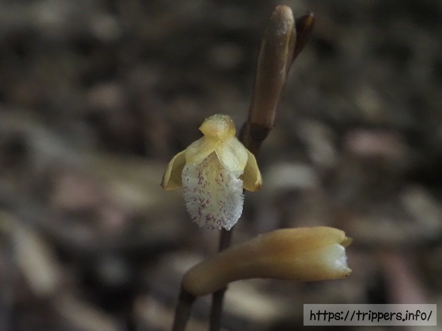 ウスキムヨウラン