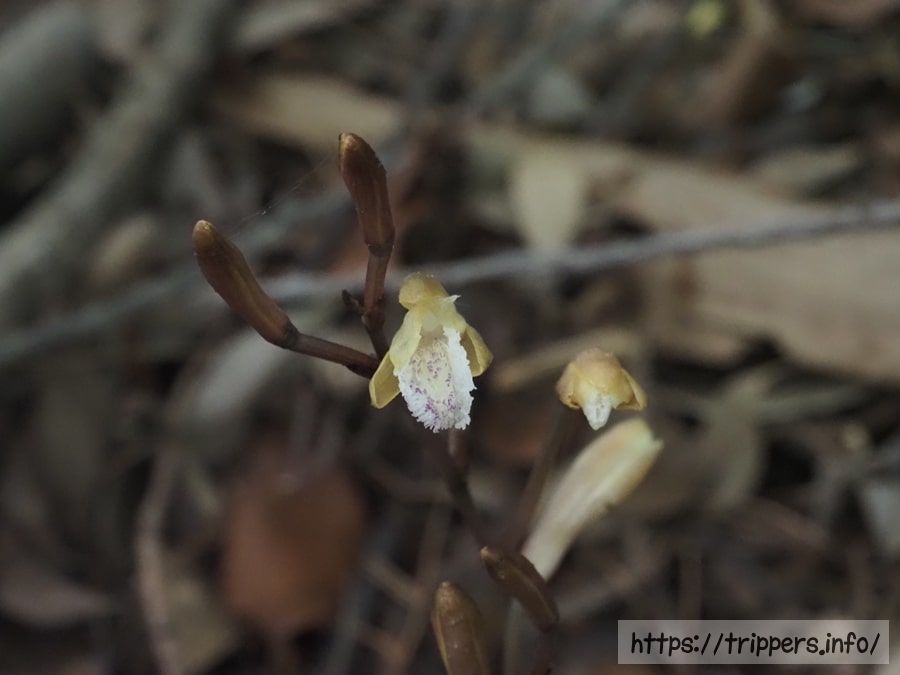 ウスキムヨウラン