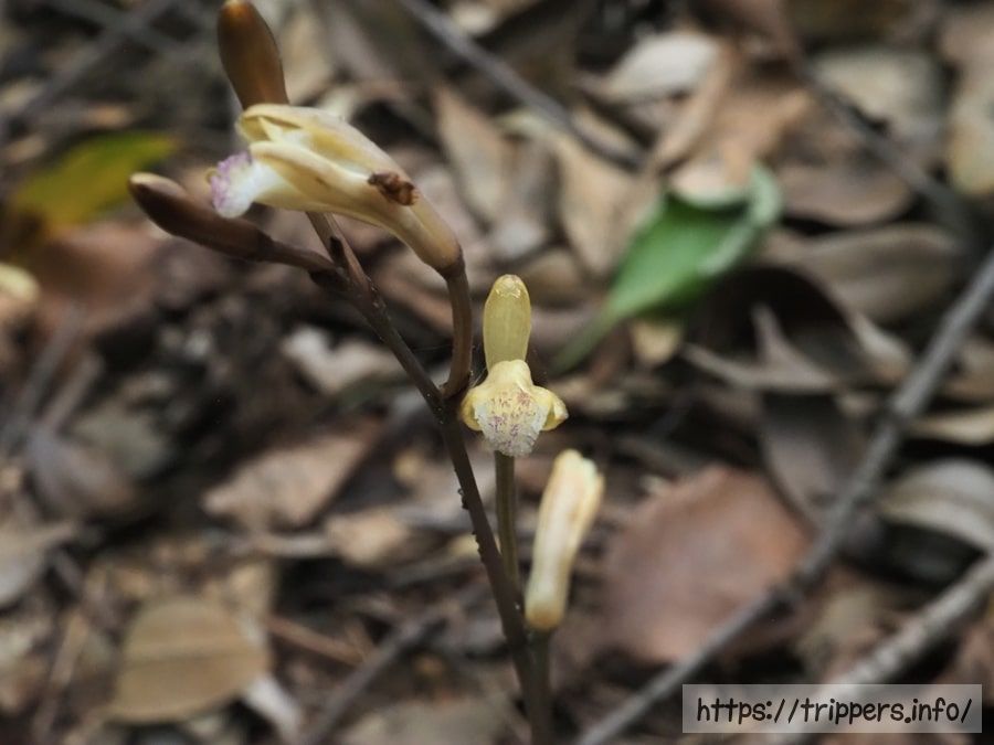 ウスキムヨウラン