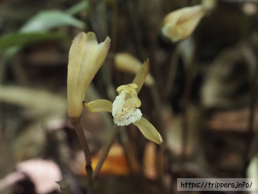 ウスキムヨウラン