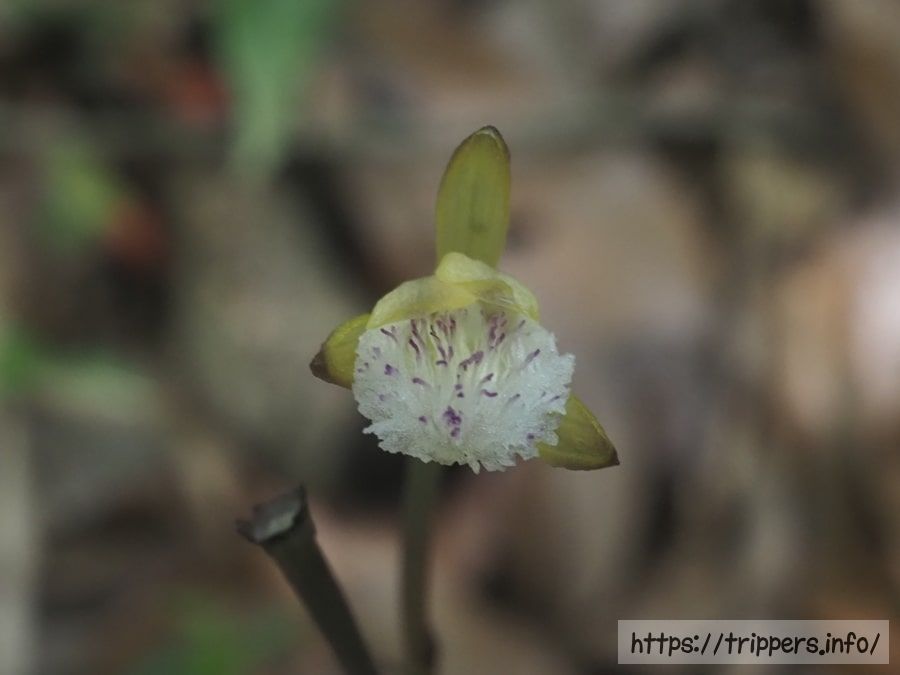 ウスキムヨウラン