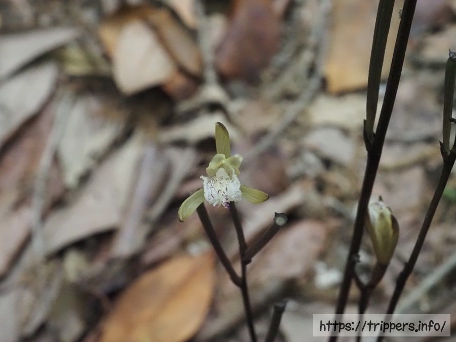 ウスキムヨウラン