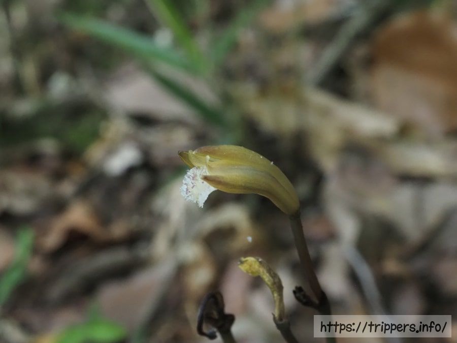 ウスギムヨウラン