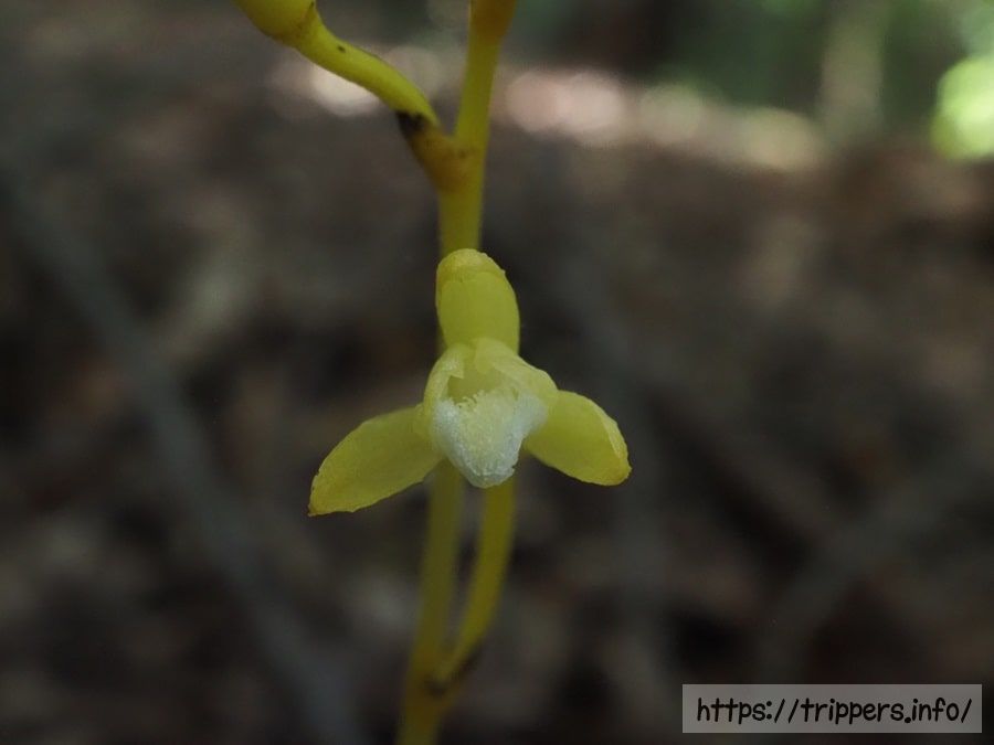 キバナウスキムヨウラン