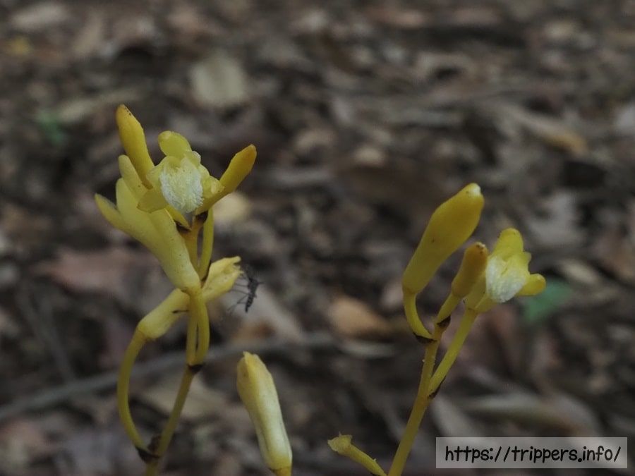 キバナウスキムヨウラン