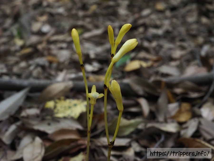 キバナウスキムヨウラン
