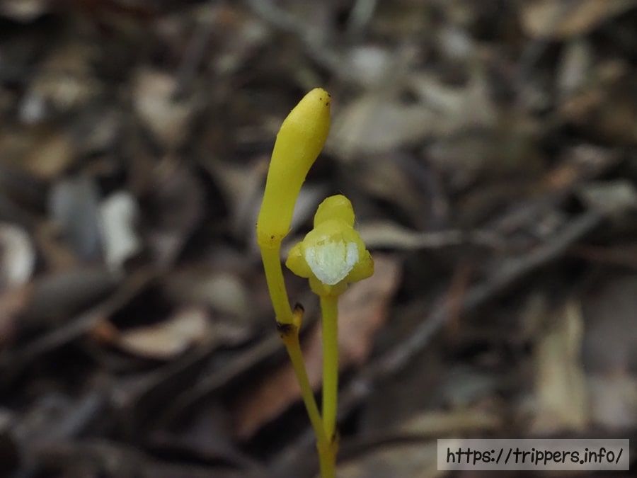 キバナウスキムヨウラン